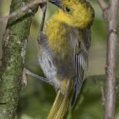 Yellowhead. Adult female on side of ribbonwood tree. Routeburn Flats, Mt Aspiring National Park, April 2016. Image &copy; Ron Enzler by Ron Enzler http://www.therouteburntrack.com