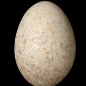 Yellowhead. Egg 24.1 x 17.1 mm (NMNZ OR.007642). Dunedin. Image &copy; Te Papa by Jean-Claude Stahl