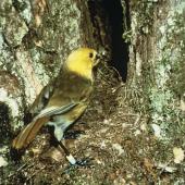 Yellowhead. Adult entering nest hole with food for chicks. . Image &copy; Department of Conservation (image ref: 10028040) by Department of Conservation  Courtesy of Department of Conservation