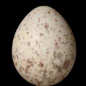 Brown creeper. Egg 18.9 x 15.1 mm (NMNZ OR.021151, collected by 'Binder'). . Image &copy; Te Papa by Jean-Claude Stahl
