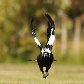 Australian magpie | Makipai. Adult in flight, frontal view. Wanganui, December 2014. Image &copy; Ormond Torr by Ormond Torr