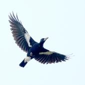 Australian magpie. Adult in flight, ventral view. Wanganui, September 2015. Image &copy; Ormond Torr by Ormond Torr