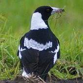 Australian magpie. Mixed race adult. Wanganui, June 2006. Image &copy; Ormond Torr by Ormond Torr