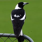 Australian magpie. Male black-backed magpie. North Shore, Auckland, September 2007. Image &copy; Peter Reese by Peter Reese