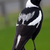 Australian magpie. Mixed race female. North Shore, Auckland, September 2007. Image &copy; Peter Reese by Peter Reese