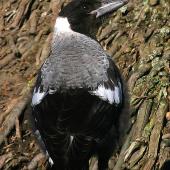 Australian magpie. Immature white-backed magpie. Wanganui, November 2008. Image &copy; Ormond Torr by Ormond Torr
