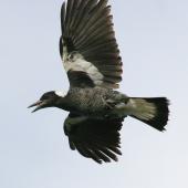 Australian magpie. Immature white-backed magpie in flight. Wanganui, March 2009. Image &copy; Ormond Torr by Ormond Torr