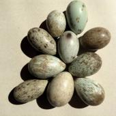 Australian magpie. Eggs laid by ten different birds. Upper Hutt. Image &copy; David Angus by David Angus