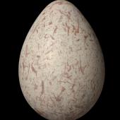 Australian magpie. Egg 37.2 x 26.2 mm (NMNZ OR.025978, collected by the Barnard family). Coomooboolaroo station, 20 km sw of Duaringa, central east Queensland. Image &copy; Te Papa by Jean-Claude Stahl