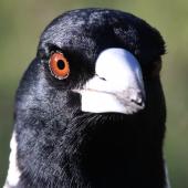 Australian magpie. Face of white-backed adult; showing bill colour, eye colour, and weak feather gloss. Lower Hutt, June 2016. Image &copy; Robert Hanbury-Sparrow by Robert Hanbury-Sparrow 