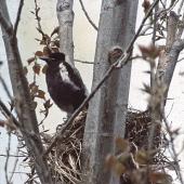 Australian magpie | Makipai. Fledgling standing on nest. Palmerston North. Image &copy; John Innes by John Innes