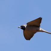Masked woodswallow. Adult male in flight. New beach, Carnarvon, Western Australia, September 2016. Image &copy; William Betts 2016 birdlifephotography.org.au by William Betts