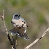 Masked woodswallow. Adult female 'tail winding'. Carnarvon, Western Australia, August 2019. Image &copy; Les George 2020 birdlifephotography.org.au by Les George