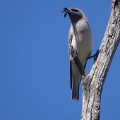 Masked woodswallow. Adult female with insect. Yankeet Hat, ACT, Australia, November 2018. Image &copy; R.M. by R.M.