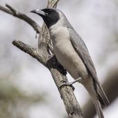 Masked woodswallow. Adult male. Gluepot Reserve, South Australia, November 2016. Image &copy; Gunther Frensch 2016 birdlifephotography.org.au by Gunther Frensch