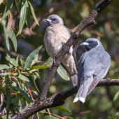 Masked woodswallow. Adult pair (female on left). Warrumbungle Visitor Centre, New South Wales, November 2018. Image &copy; Linda Unwin 2019 birdlifephotography.org.au by Linda Unwin