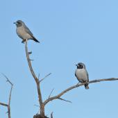 Masked woodswallow. Adult pair (female on left). Carnarvon, Western Australia, August 2019. Image &copy; Les George 2020 birdlifephotography.org.au by Les George