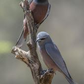 White-browed woodswallow. Adult pair, male above. On The Perch Bird Park, Tathra, New South Wales, October 2019. Image &copy; Graham Gall 2019 birdlifephotography.org.au by Graham Gall