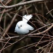 New Zealand fantail | Pīwakawaka. Leucistic adult, at rest after hunting insects. Stratford, July 2020. Image &copy; Paul Le Roy by Paul Le Roy
