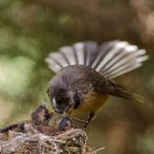 New Zealand fantail. Adult North Island fantail feeding a damselfly to its chick in nest. Auckland, November 2014. Image &copy; Bartek Wypych by Bartek Wypych