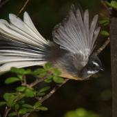 New Zealand fantail | Pīwakawaka. Adult in flight. Chalky Island, Chalky Inlet, Fiordland, April 2012. Image &copy; Kate Beer by Kate Beer