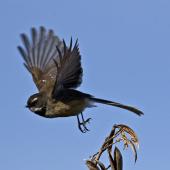 New Zealand fantail. Adult South Island fantail (pied morph) taking flight from flax seedhead. Nelson sewage ponds, July 2015. Image &copy; Rebecca Bowater by Rebecca Bowater FPSNZ AFIAP www.floraandfauna.co.nz