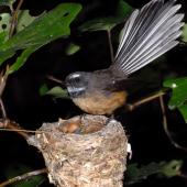 New Zealand fantail | Pīwakawaka. North Island pied morph adult at nest with chicks. , November 2007. Image &copy; Peter Reese by Peter Reese