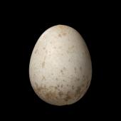 New Zealand fantail | Pīwakawaka. South Island fantail egg 16.1 x 12.5 mm (NMNZ OR.007272). Port Underwood. Image &copy; Te Papa by Jean-Claude Stahl