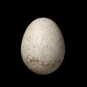 New Zealand fantail. North Island fantail egg 16.0 x 12.5 mm (NMNZ OR.007275, collected by Captain John Bollons). Kaipara Head. Image &copy; Te Papa by Jean-Claude Stahl