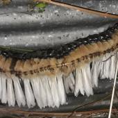 New Zealand fantail | Pīwakawaka. Winter roosting huddle of 31 birds (30 pied morph, 1 black morph). Mosgiel, Dunedin, July 2020. Image &copy; Victoria Chapman by Victoria Chapman
