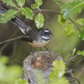 New Zealand fantail. Pied morph South Island adult at nest feeding chicks. Christchurch, October 2012. Image &copy; Steve Attwood by Steve Attwood http://stevex2.wordpress.com/