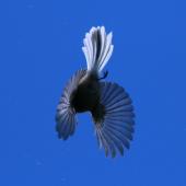 New Zealand fantail. Ventral view of adult in flight. Palmerston North, November 2008. Image &copy; Phil Battley by Phil Battley