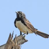 Willie wagtail. Adult. Northern Territory, Australia, July 2012. Image &copy; Dick Porter by Dick Porter