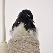 Willie wagtail. Adult sitting on eggs; nest on lampshade. Quinns Rocks,  Western Australia, October 2104. Image &copy; Marie-Louise Myburgh by Marie-Louise Myburgh