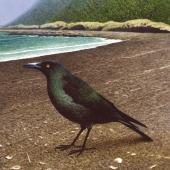 New Zealand raven. Adult (oil on board 390 x 400 mm). Painting by Paul Martinson, from Gill & Martinson 1991, New Zealand's extinct birds. . Image &copy; Paul Martinson by Paul Martinson
