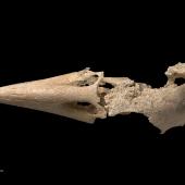 New Zealand raven. Skull (dorsal). Te Papa S.027925. Metro Cave, Charleston. Image &copy; Te Papa