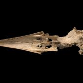New Zealand raven. Skull (ventral). Te Papa S.027925. Metro Cave, Charleston. Image &copy; Te Papa
