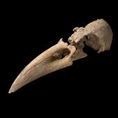 New Zealand raven. Skull. Te Papa S.027925. Metro Cave, Charleston. Image &copy; Te Papa