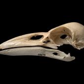 New Zealand raven. Skull and mandible (Chatham Island subspecies). Te Papa S.028679. Long Beach (south of Henga), Chatham Island. Image &copy; Te Papa