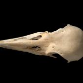New Zealand raven. Skull (dorsal) (Chatham Island subspecies). Te Papa S.028679. Long Beach (south of Henga), Chatham Island. Image &copy; Te Papa