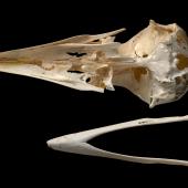 New Zealand raven. Skull and mandible (ventral) (Chatham Island subspecies). Te Papa S.028679. Long Beach (south of Henga), Chatham Island. Image &copy; Te Papa