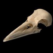 New Zealand raven. Skull and mandible (Chatham Island subspecies). Te Papa S.028679. Long Beach (south of Henga), Chatham Island. Image &copy; Te Papa