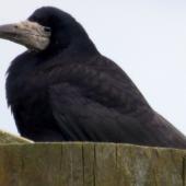 Rook. Adult. Havelock North, July 2016. Image &copy; Dick Porter by Dick Porter