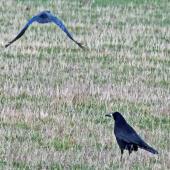 Rook. Two adults. Havelock North, July 2016. Image &copy; Dick Porter by Dick Porter