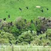 Rook. Large flock in flight. Manawatu, December 2016. Image &copy; Scott Brooks (ourspot) by Scott Brooks