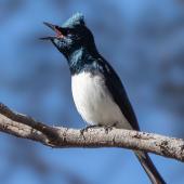 Satin flycatcher. Adult male singing. Risdon Brook reserve, Hobart eastern shore, Tasmania, October 2018. Image &copy; David Seymour 2018 birdlifephotography.org.au by David Seymour