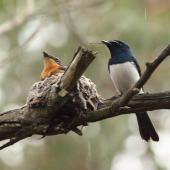 Satin flycatcher. Adult male beside nest, female on nest. Cranbourne Botanic Gardens, Melbourne, Victoria, December 2011. Image &copy; Wayne Butterworth by Wayne Butterworth via Flickr, 2.0 Generic (CC BY 2.0)