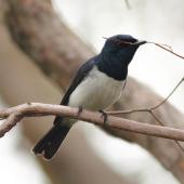 Satin flycatcher. Adult male carrying nest material. Cranbourne Botanic Gardens, Melbourne, Victoria, December 2011. Image &copy; Wayne Butterworth by Wayne Butterworth via Flickr, 2.0 Generic (CC BY 2.0)