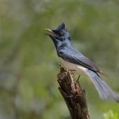 Satin flycatcher. Adult male singing. Glenfern Valley Bushland Reserve, Upwey, Victoria, November 2018. Image &copy; Ian Wilson 2018 birdlifephotography.org.au by Ian Wilson