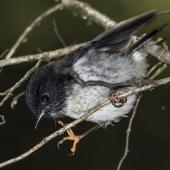 Tomtit. Juvenile male South Island tomtit. Routeburn Flats, Mt Aspiring National Park, January 2016. Image &copy; Ron Enzler by Ron Enzler http://www.therouteburntrack.com